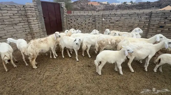 عشرين ضان مقاني بمحافظة الحجرة 1