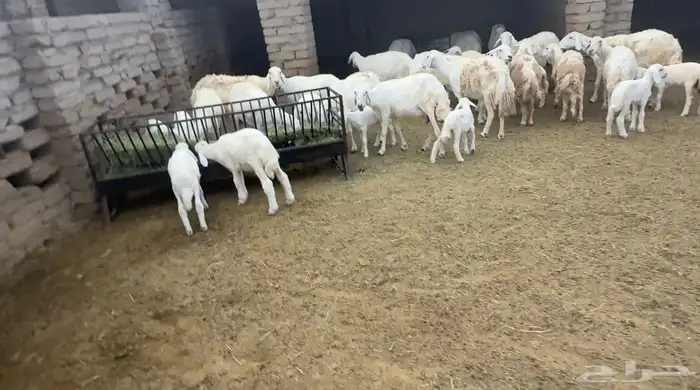 عشرين ضان مقاني بمحافظة الحجرة 0