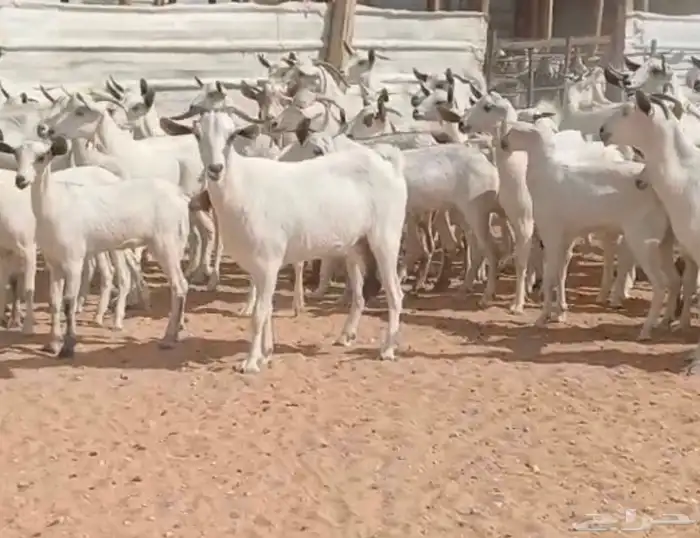 مراح جنوبيات بيض طيبه الغالب دفيع العدد 64 بالفحول 1