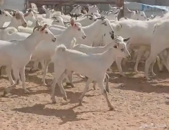 مراح جنوبيات بيض طيبه الغالب دفيع العدد 64 بالفحول 0