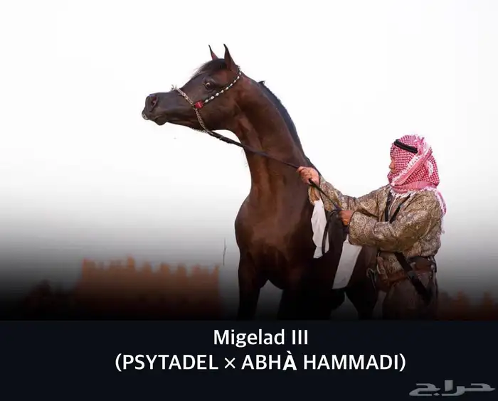 ابن غيث الزبير متاح للتشبيه 1