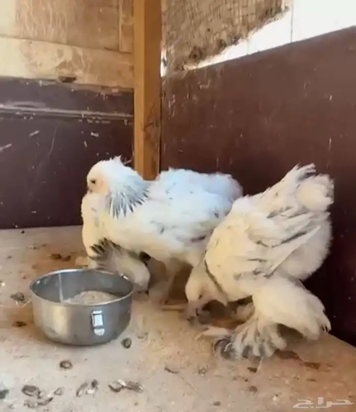 صواصي. براهما. 1