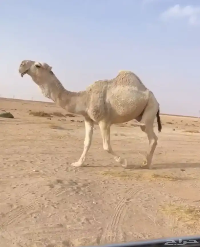 البعير الفحل الاشقح الكفو 2