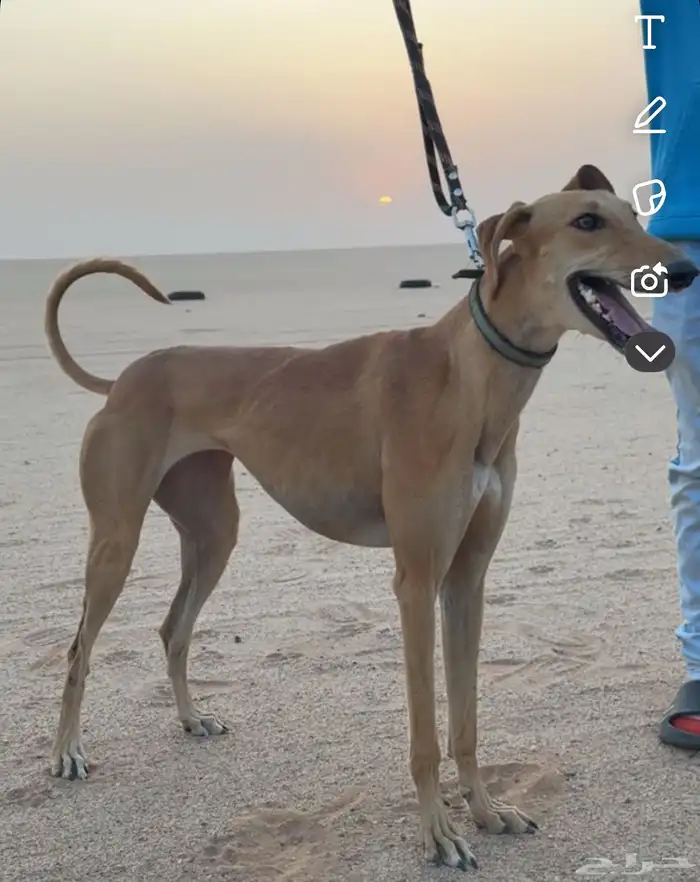 سلقة صيد ومقناص 1