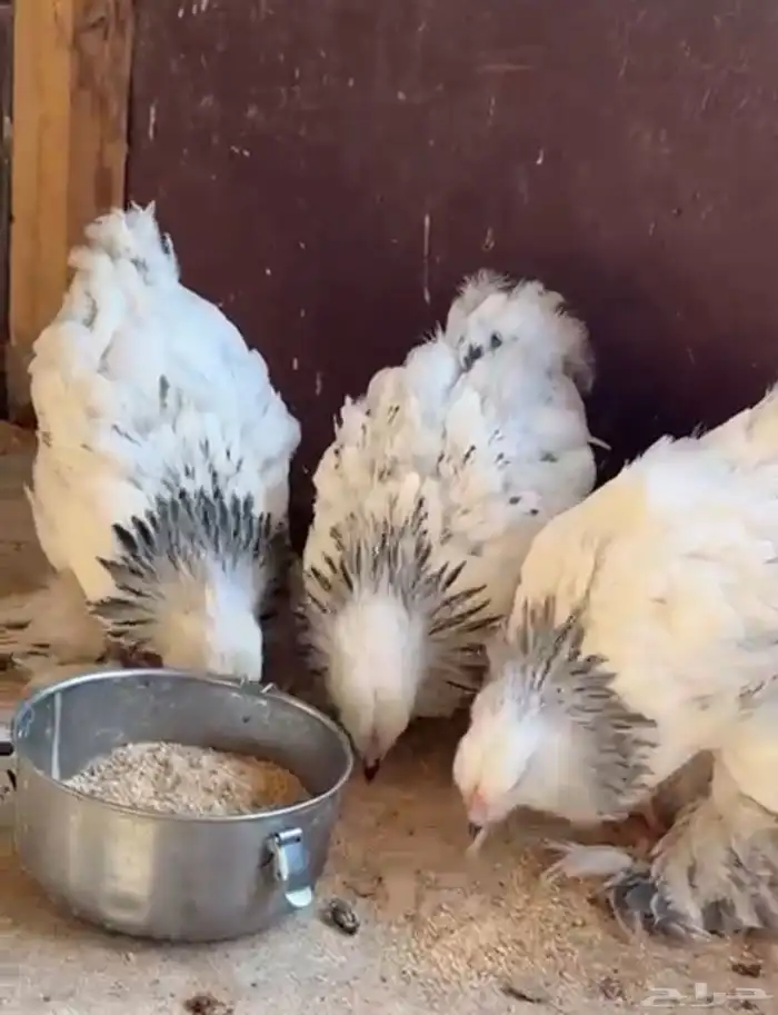 صواصي. براهما. 2