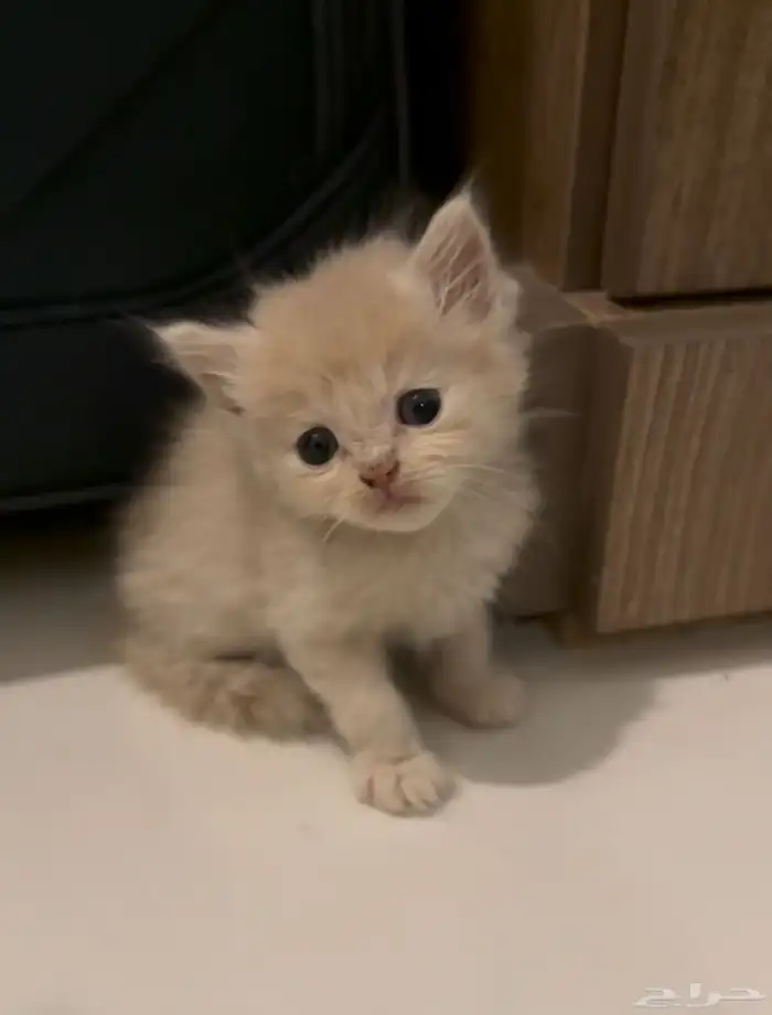 كيتين شيرازي و همالايا 1