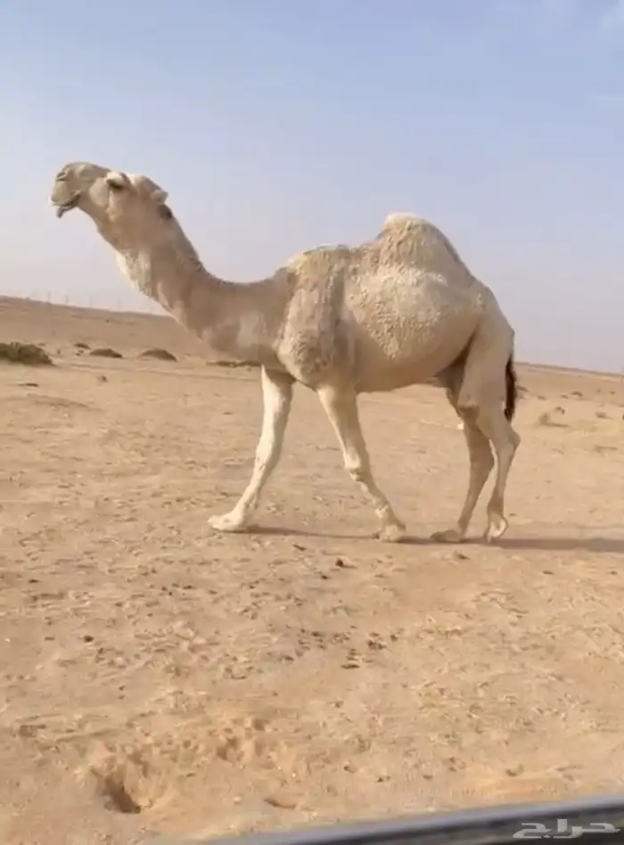 البعير الفحل الاشقح الكفو 3
