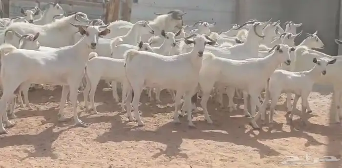 مراح جنوبيات بيض طيبه الغالب دفيع العدد 64 بالفحول 4