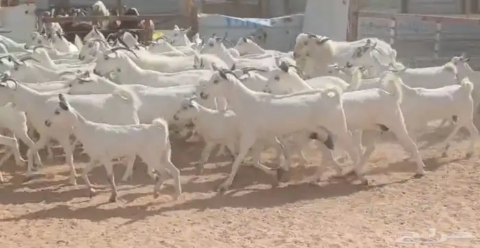 مراح جنوبيات بيض طيبه الغالب دفيع العدد 64 بالفحول 3