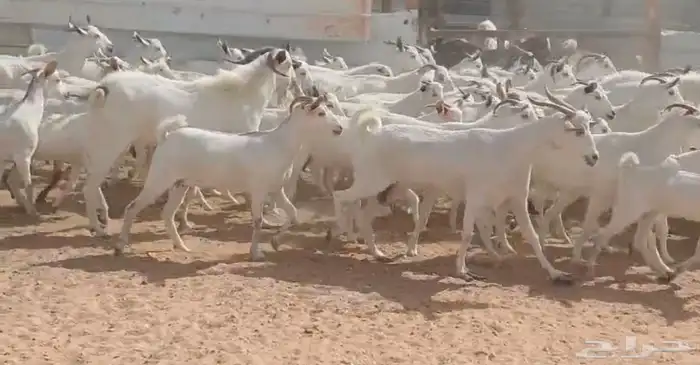 مراح جنوبيات بيض طيبه الغالب دفيع العدد 64 بالفحول 2