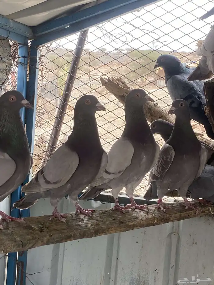 تم البيع الله يبارك لرعيه 15