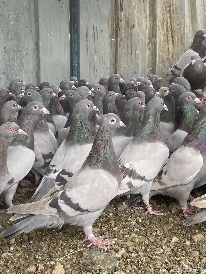 تم البيع الله يبارك لرعيه 10