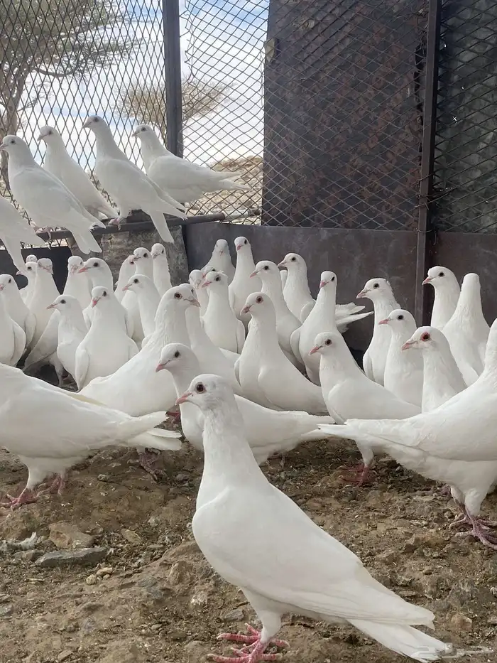 تم البيع الله يبارك لرعيه 11