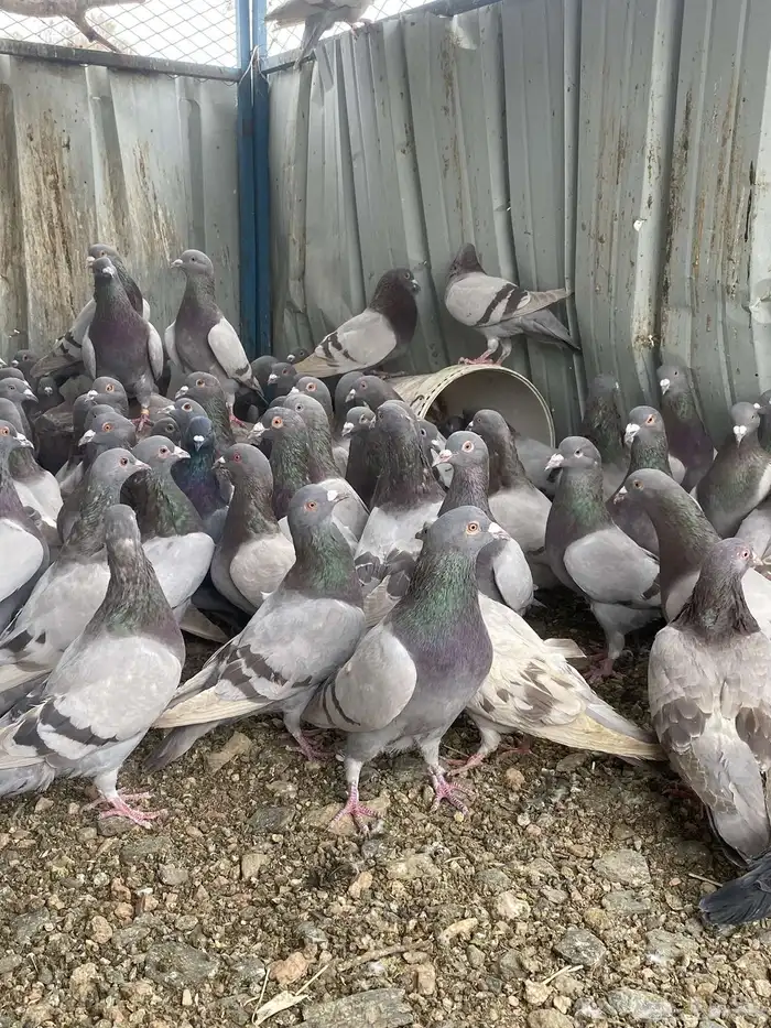 تم البيع الله يبارك لرعيه 12