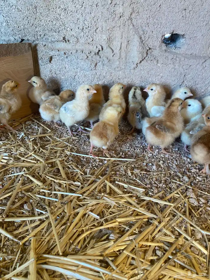 للبيع صوص تركي 2