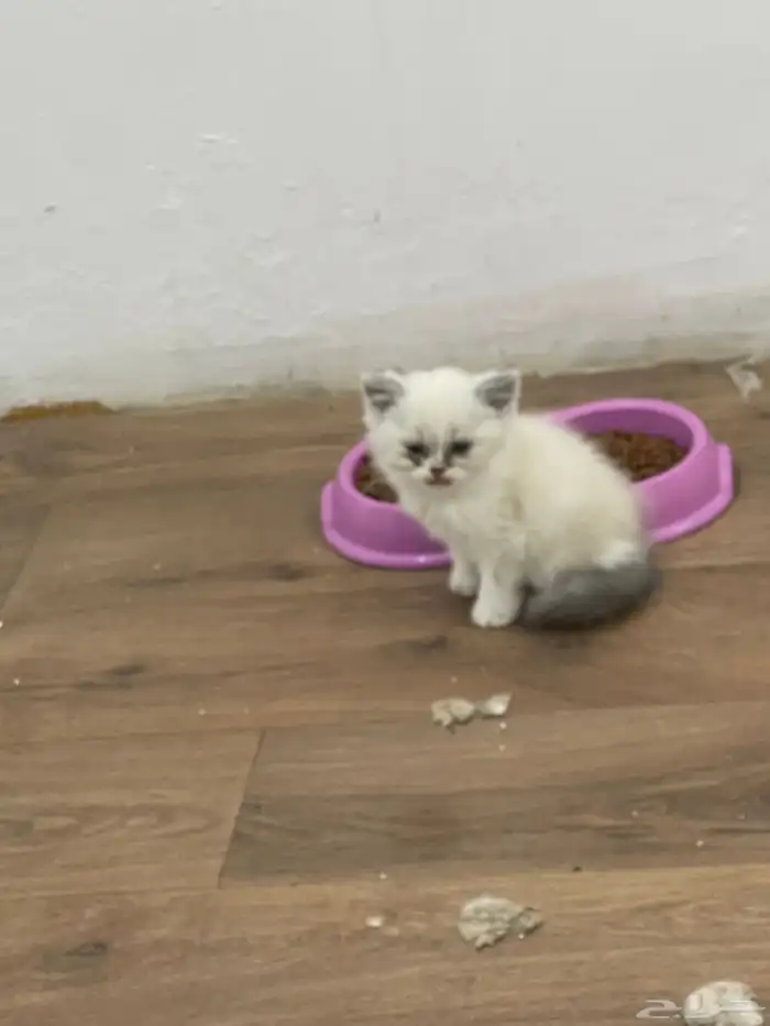 قطط كيتين للبيع العمر 3 اسابيع تهجين بين هملايا وسكوتش فولد 3