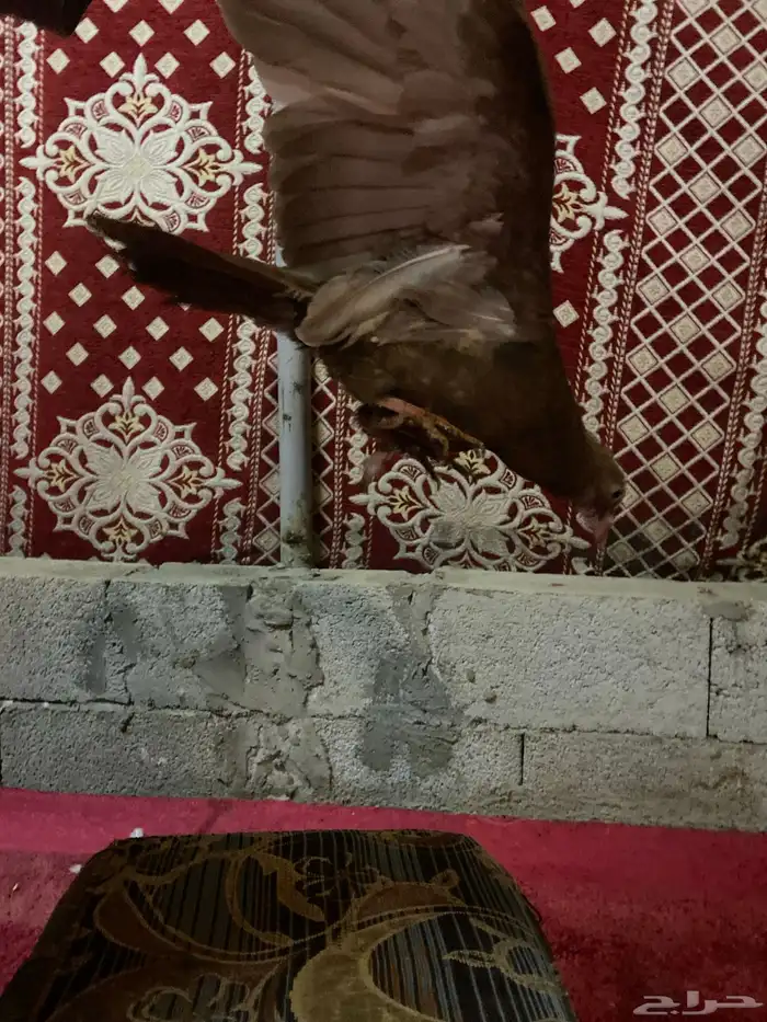 حمام للبيع 3