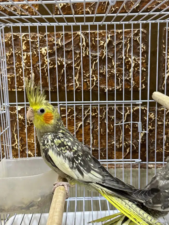 عصافير كروان 4