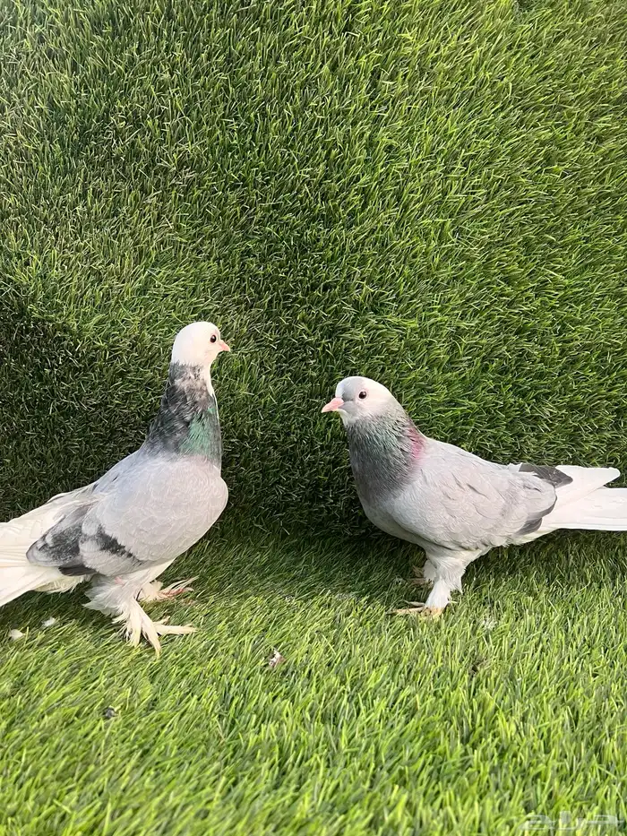 حمام تركي جوز 3