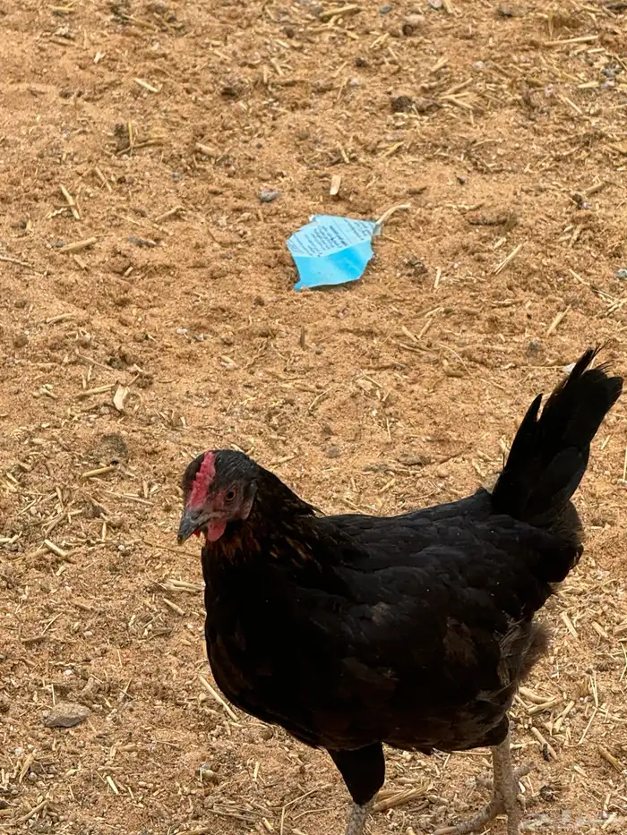 دجاج للبيع 0