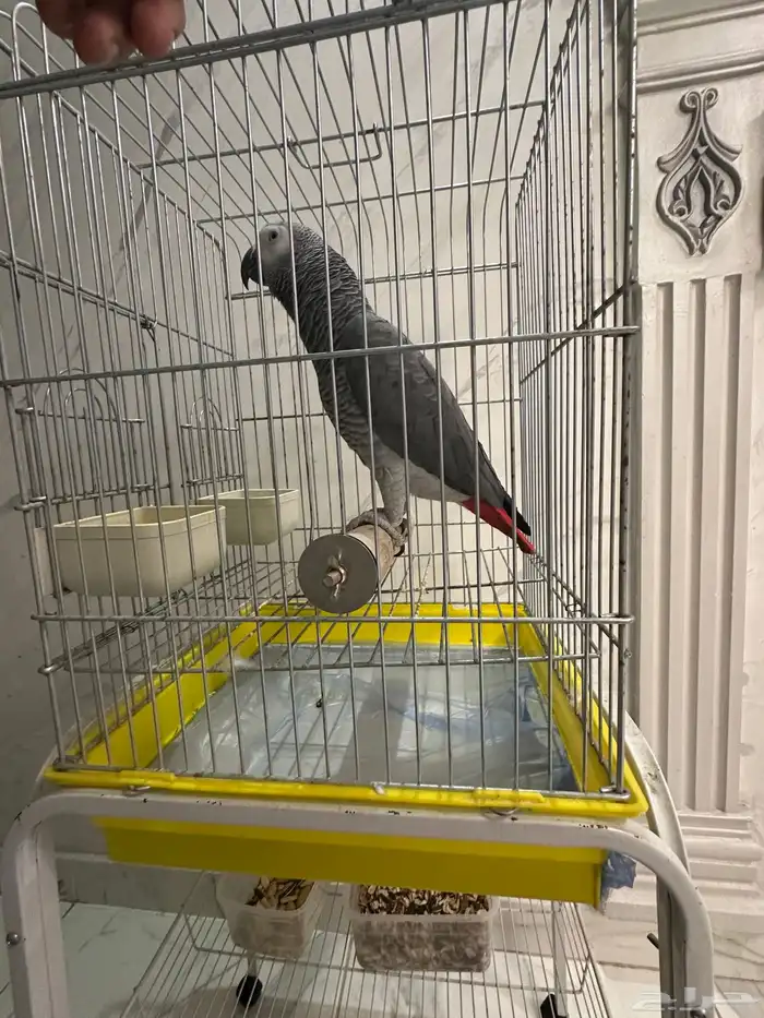 فرخ كاسكو جرئ متكلم على اليد ( تم البيع ) 4