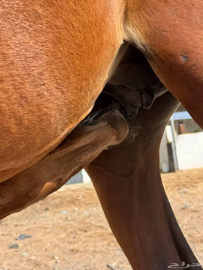 فرس شعبيه للبيع ثنين في واحد معها مهر قطعه طيبه . 3