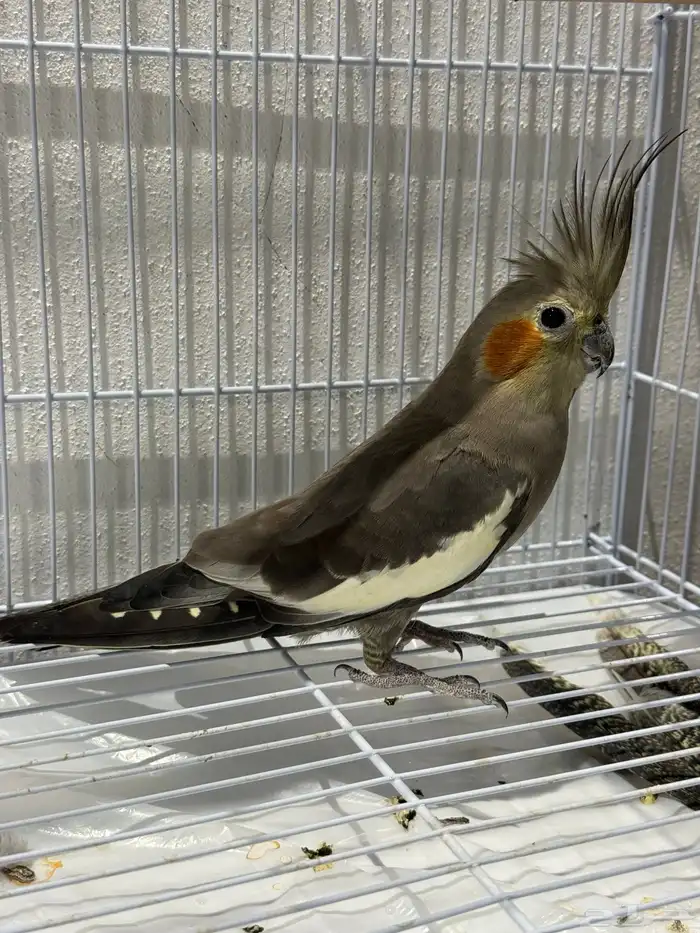 طير كروان انثى الصحه شرط 0