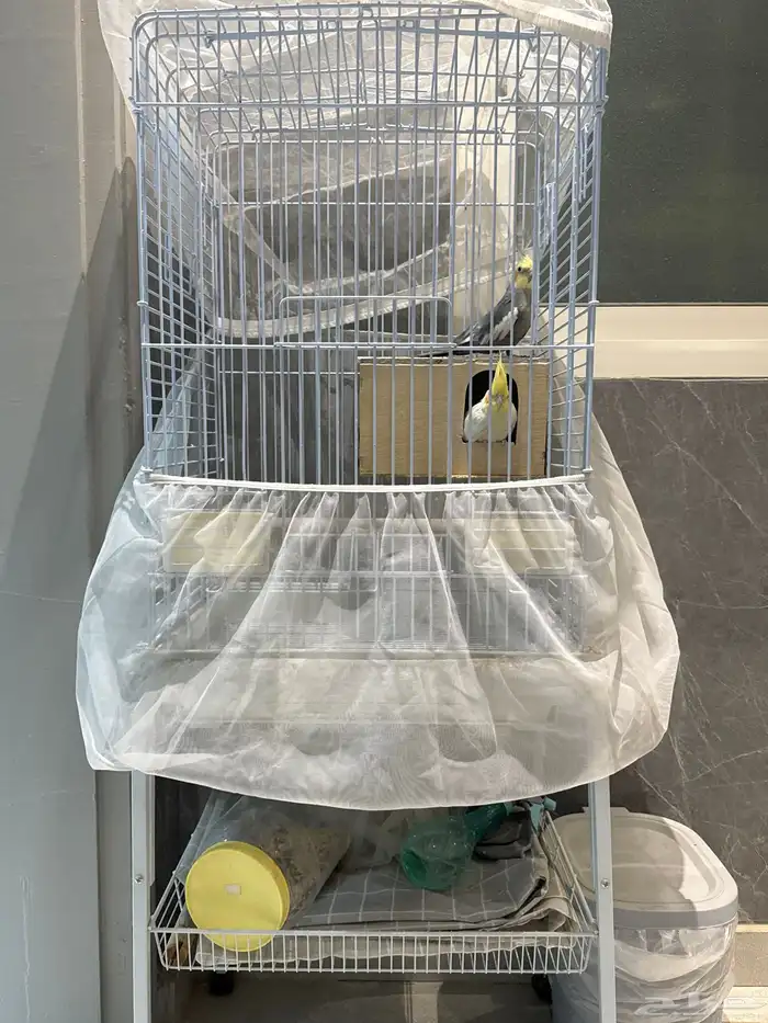 عصافير كروان (رجال) مع القفص 0