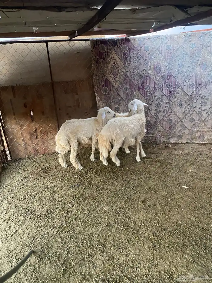 للبيع خرفان ذبايح 2