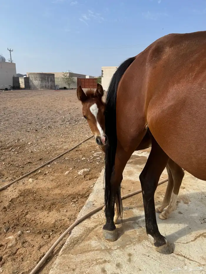 فرس شعبيه للبيع ثنين في واحد معها مهر قطعه طيبه . 1