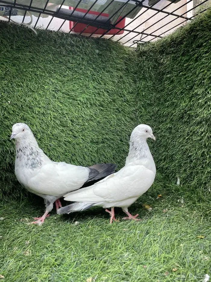 حمام باكستاني 3