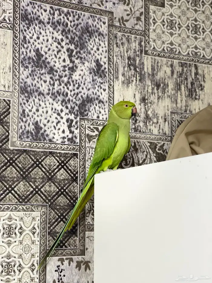 ببغاء دره اليف 0