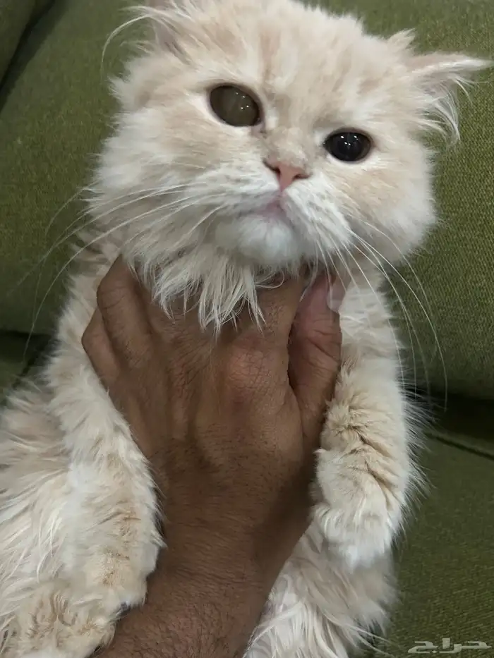 قطة نادرة شيرازي امريكي 5