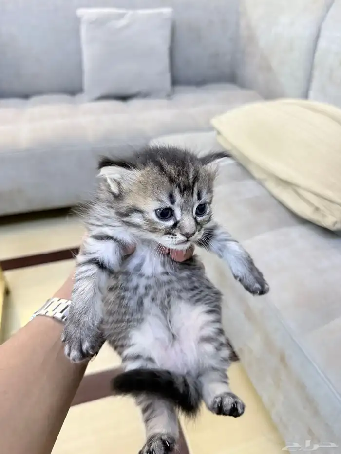 بسة هملايا معاها 2 كيتين 2