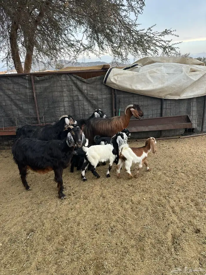 معزى خلفات متاومات 4