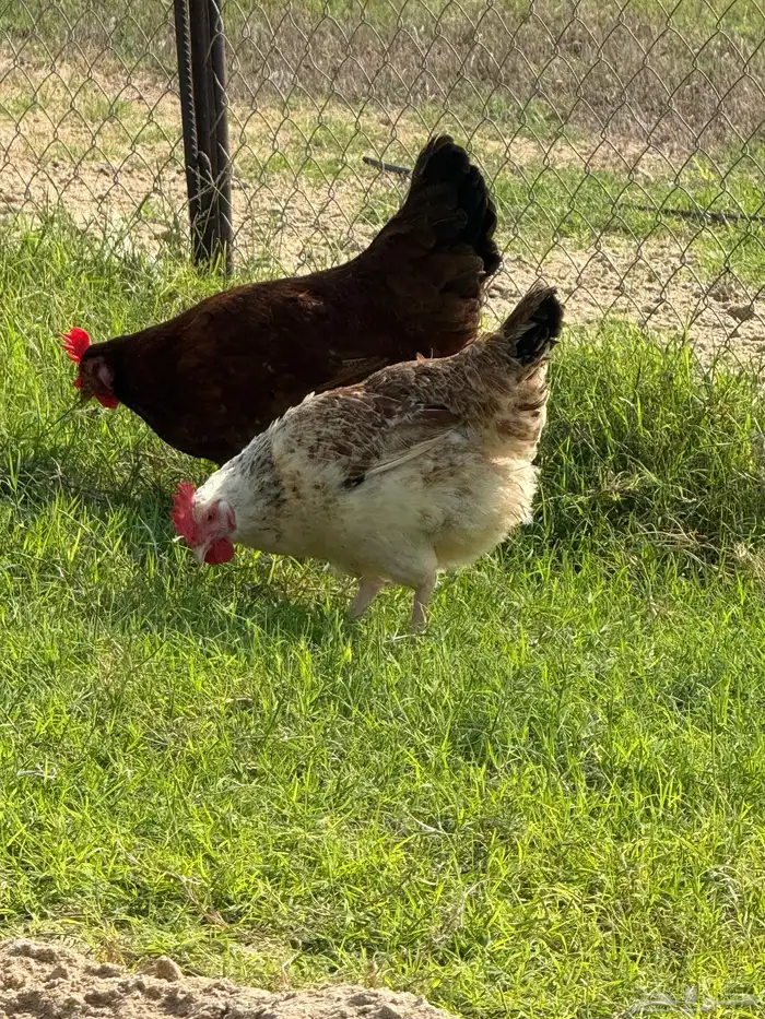 أطباق بيض تفقيس (تركي-كلومبي-فرنسي) 12