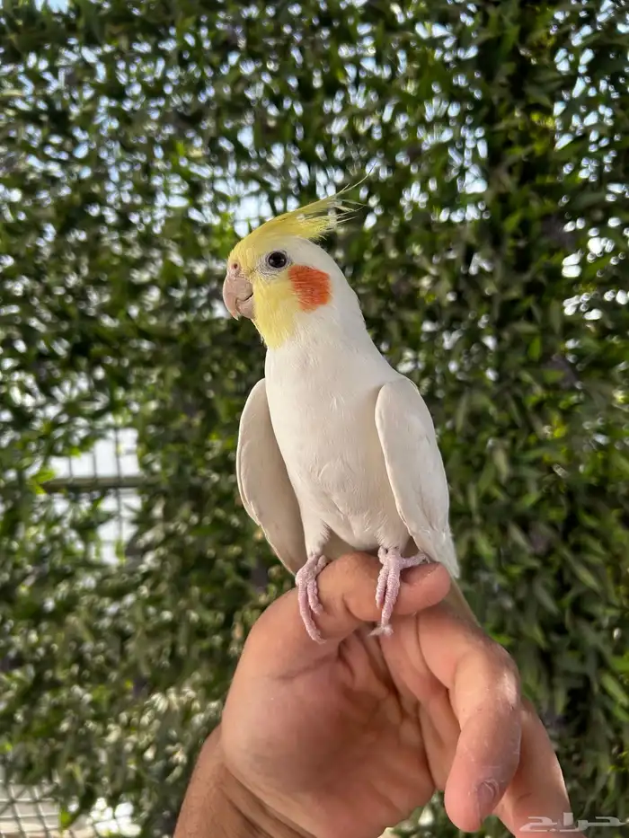 ذكر كروان لاتينو اليف و بدايه كلام عنده تبويس 1