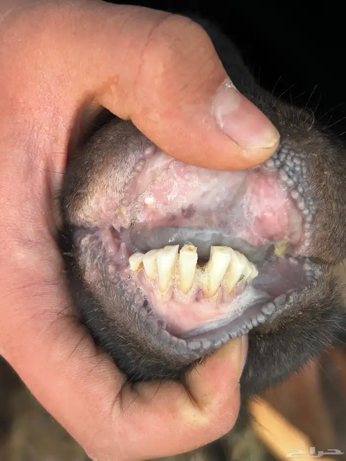 عنز تحتها تيس وجفرا 2