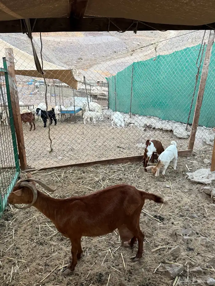 عرض وبيع معزا محايليه تحتها جفره وتيس 3