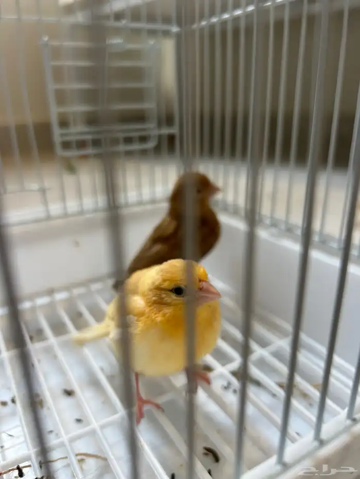 فروخ جاسب مشمشي عمر شهر 5