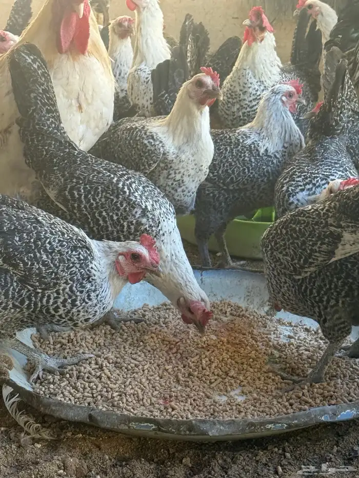 دجاج فيومي شبابي بياض 1