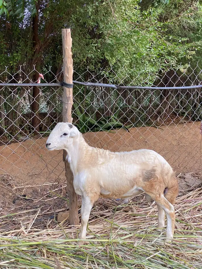 للبيع فحل بلدي 0