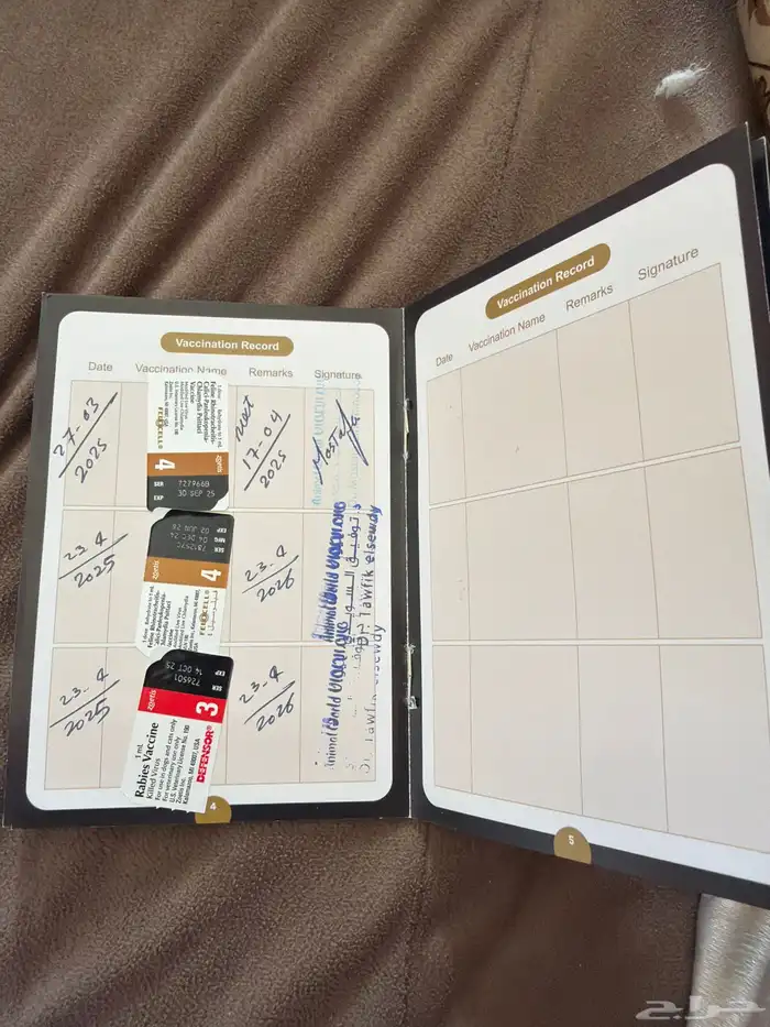 قط سكوتش فولد 7