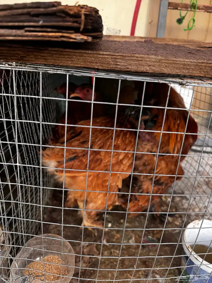 طقم دجاج براهما 6