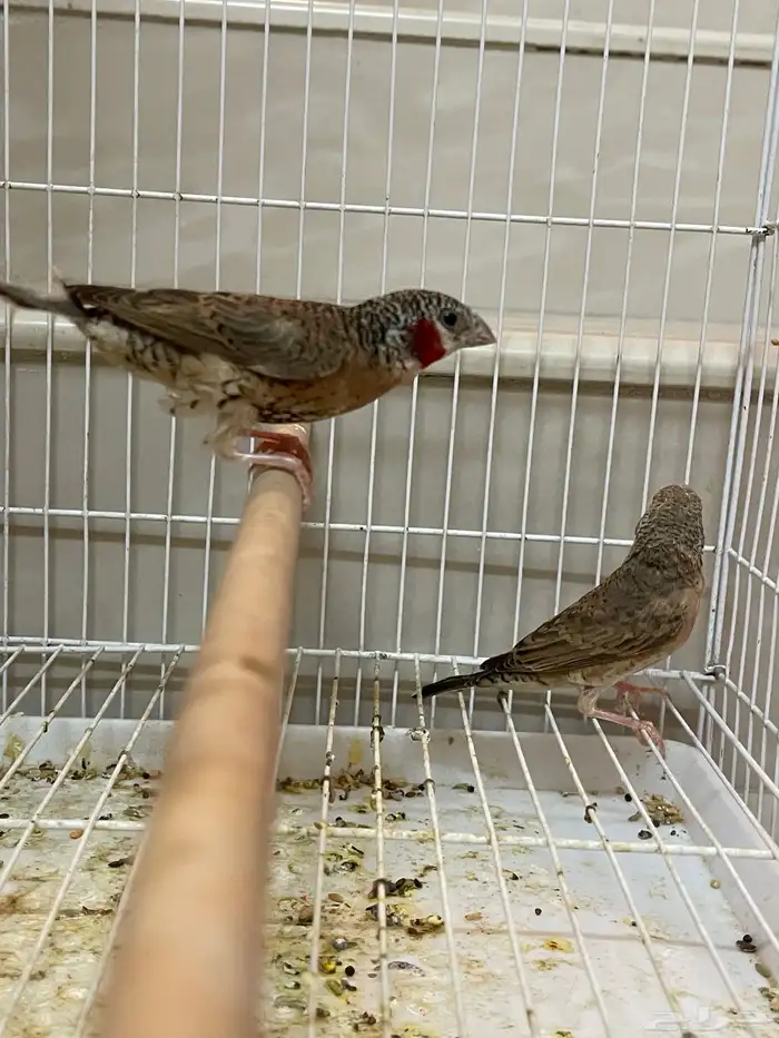 جوز مذبوح فنش 2