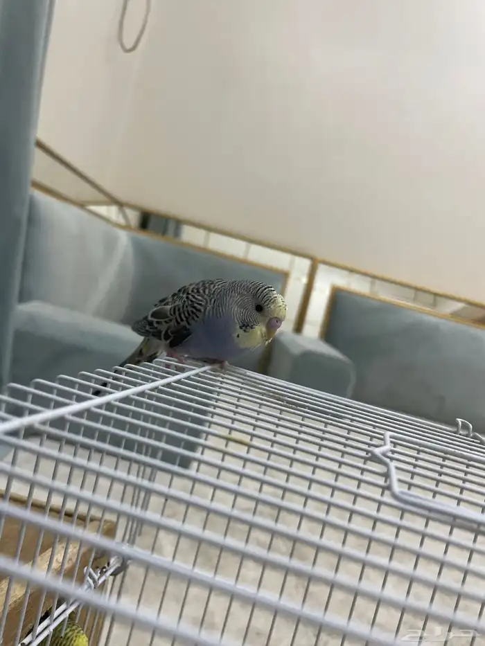 طيور البادي أو طيور الحب أليف قريب للهدد 0