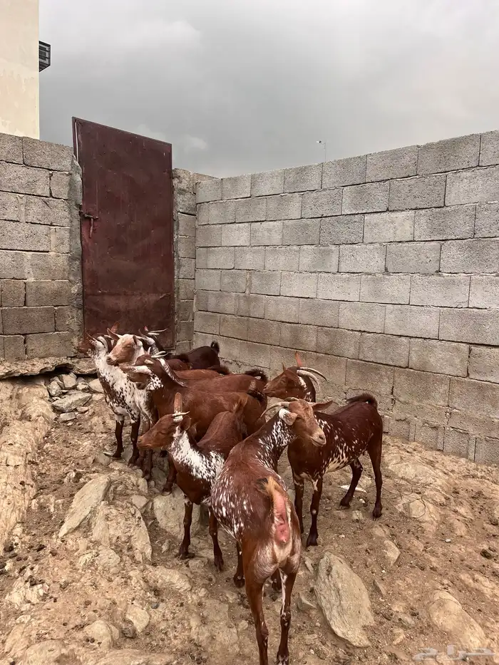 خبيش وشح دهم 1