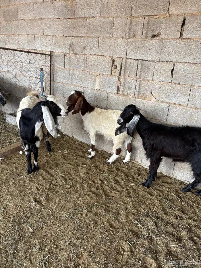 معزا مضاريع 2