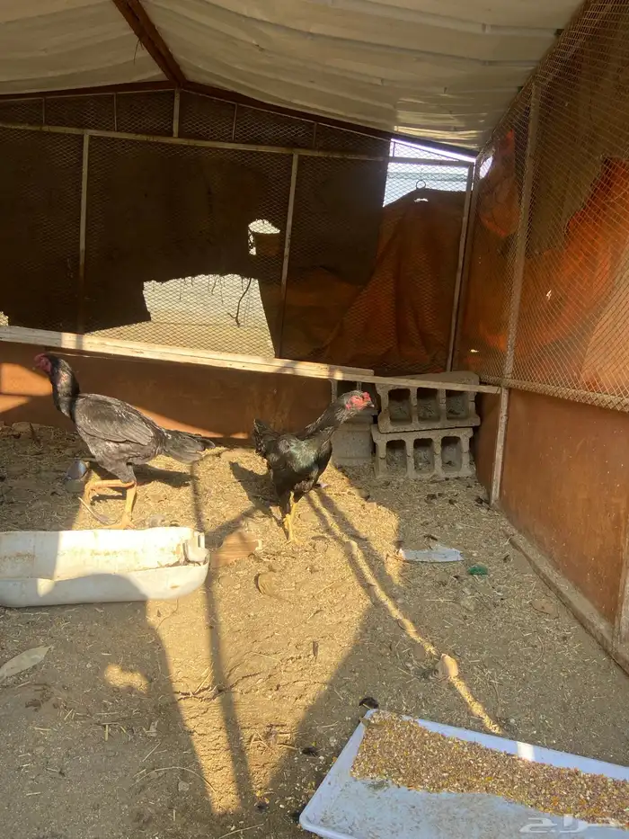 دجاج شامو اسود لاماع 2