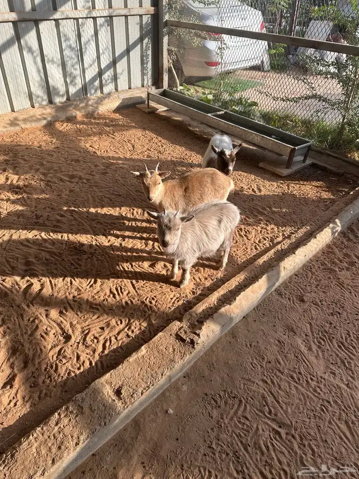 ماعز للبيع 0